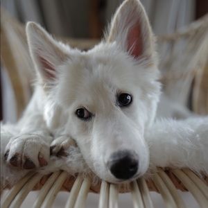 Meet your Posher, Nikki